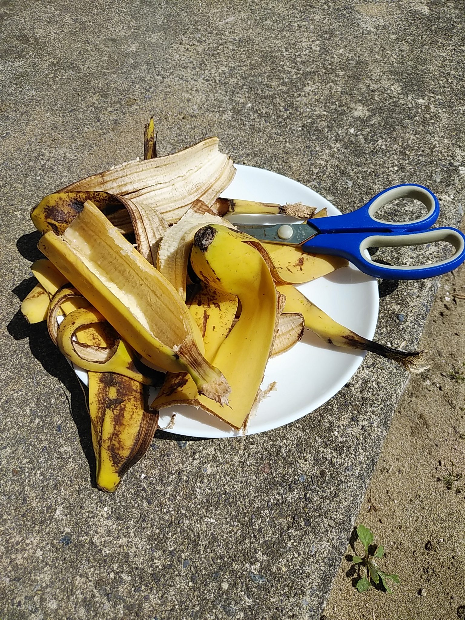 シマミミズのエサ ミミズの好物バナナを使った餌やりの手順 新潟ミミズ情報局 ミミズコンポストのすゝめ