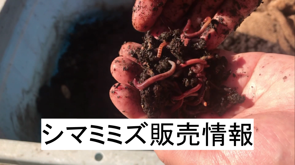 シマミミズの販売について 新潟ミミズ情報局 ミミズコンポストのすゝめ