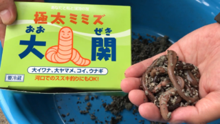 ドバミミズ大関
