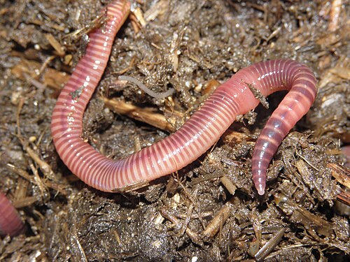 シマミミズ（Eisenia fetida）の体表に見られる赤褐色の縞模様